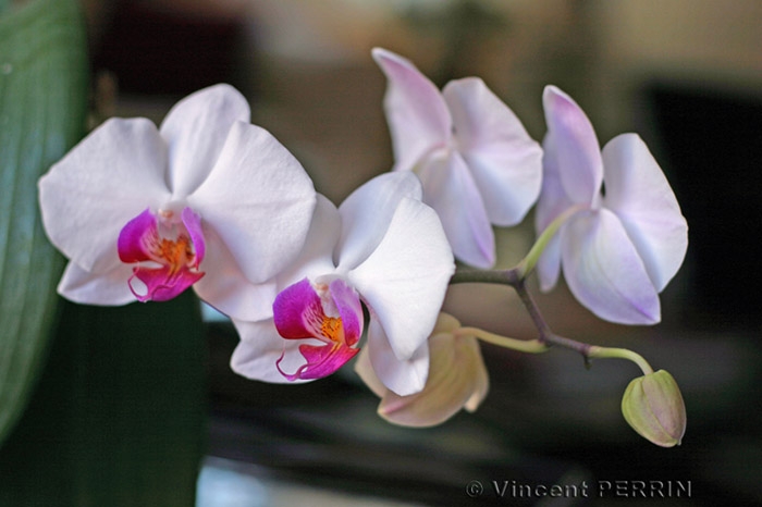 Orchidee.JPG
