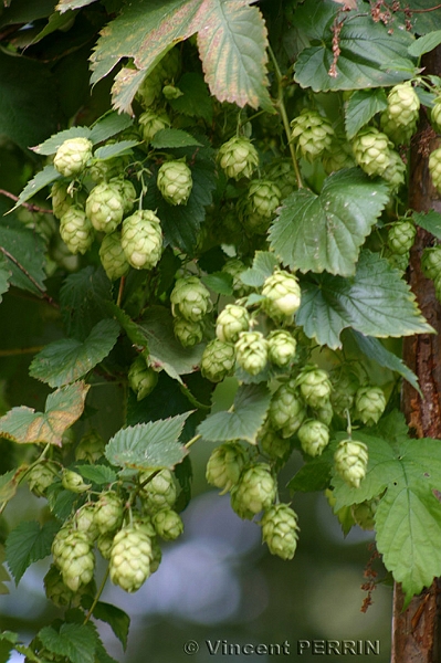 houblon.JPG