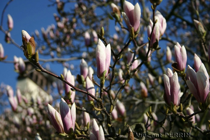 magnolia.jpg