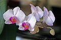 Orchidee