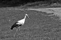 cigogne