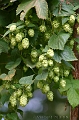 houblon