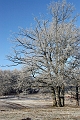 l'arbre