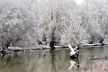 saule