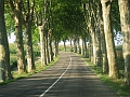 platanes
