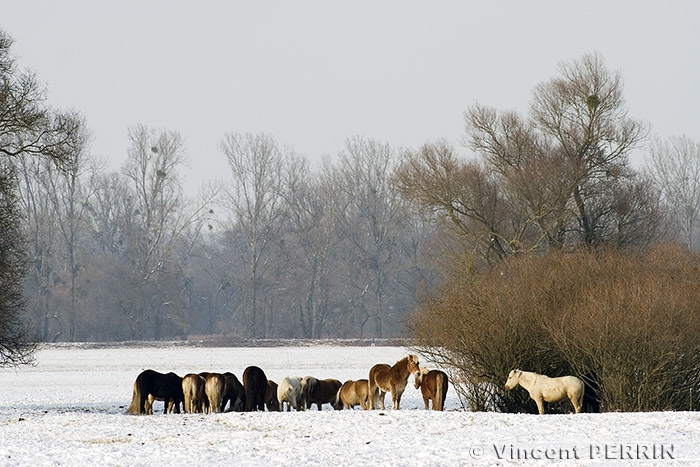 Chevaux.jpg