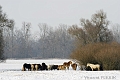 Chevaux