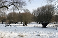 Saules