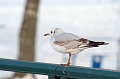 mouette