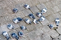 pigeons