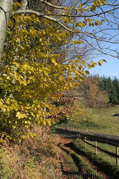 Automne.jpg