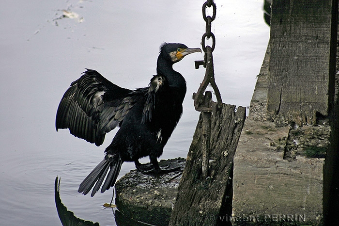 Cormoran.jpg