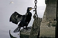 Cormoran